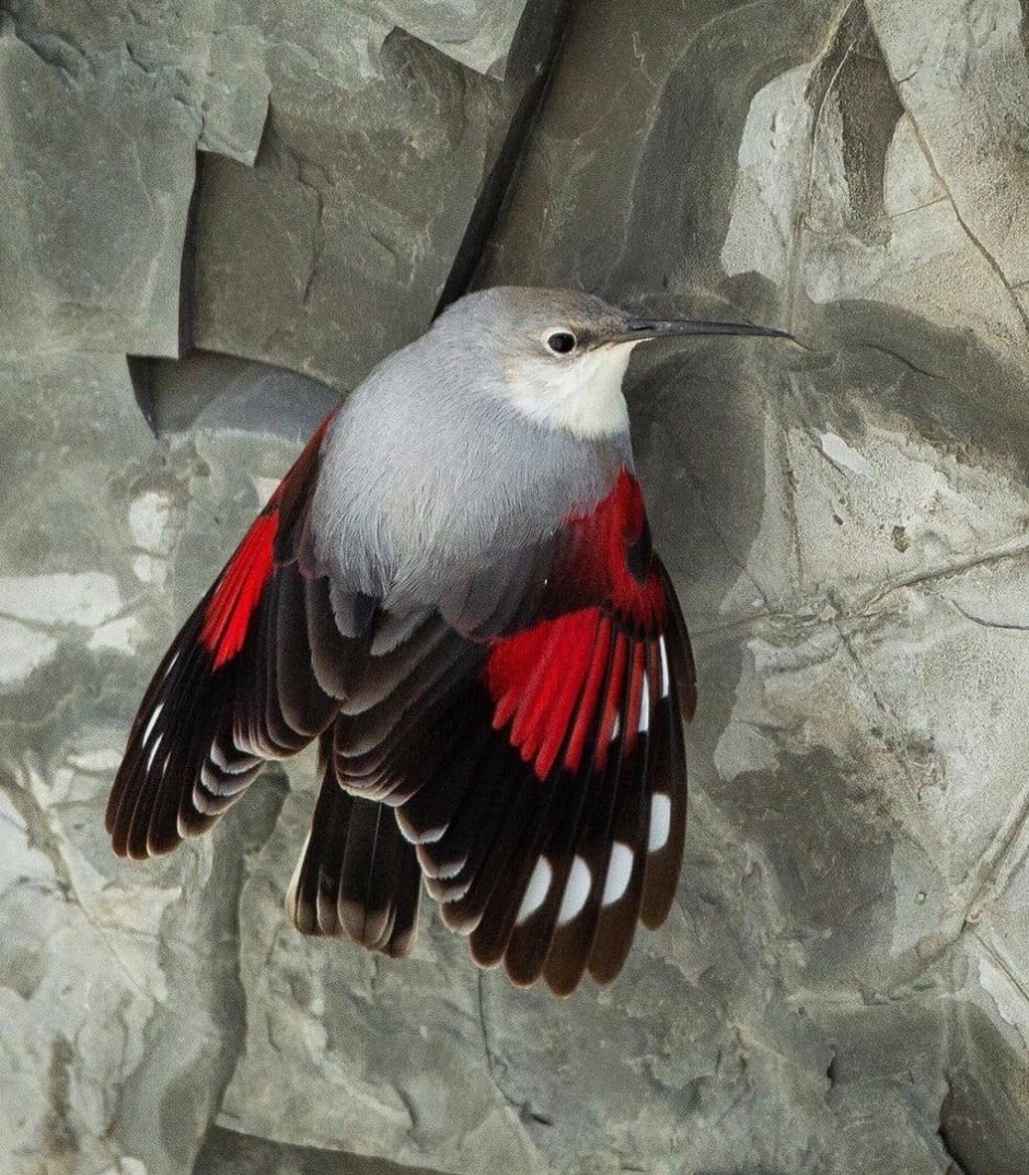 Стенолаз (Tichodroma muraria)
