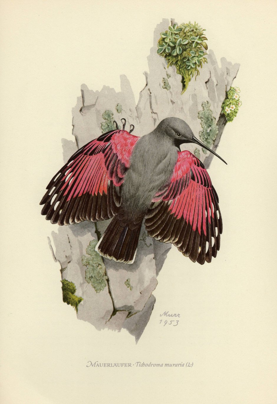 Стенолаз (Tichodroma muraria)