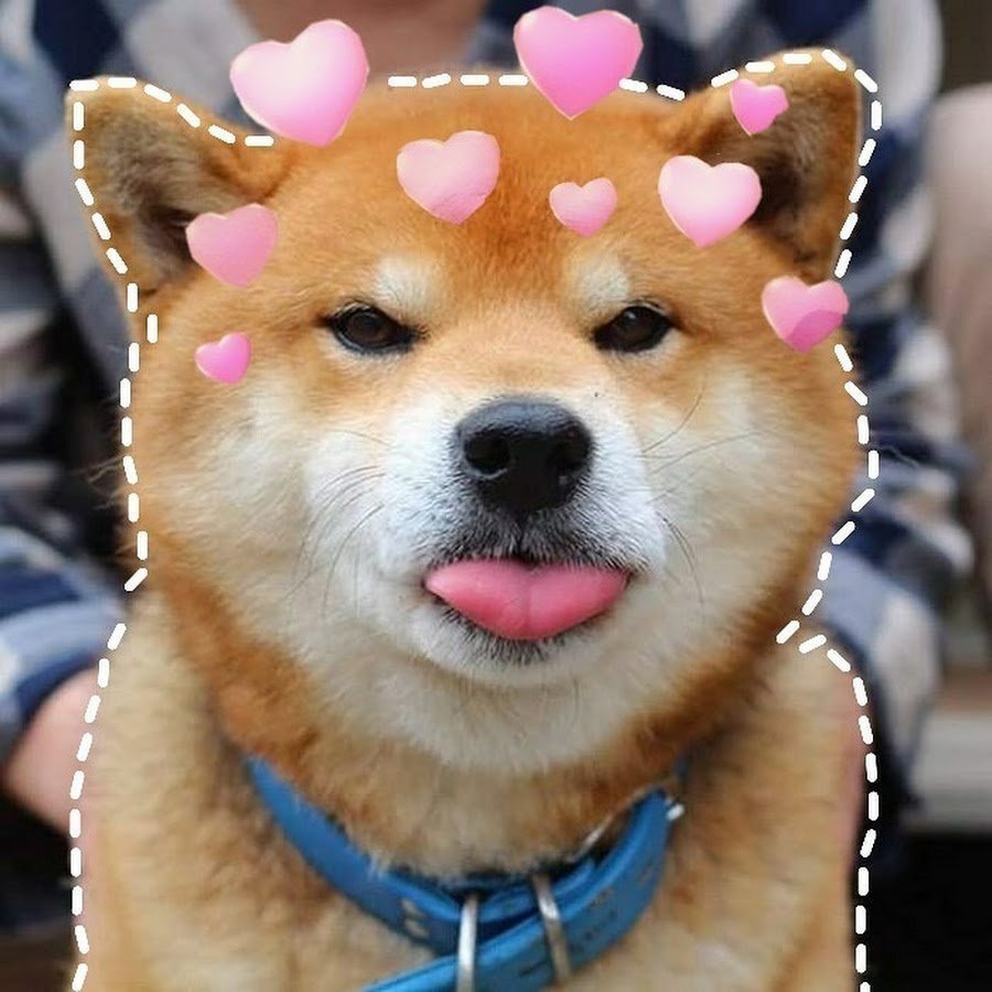 Порода сиба ину