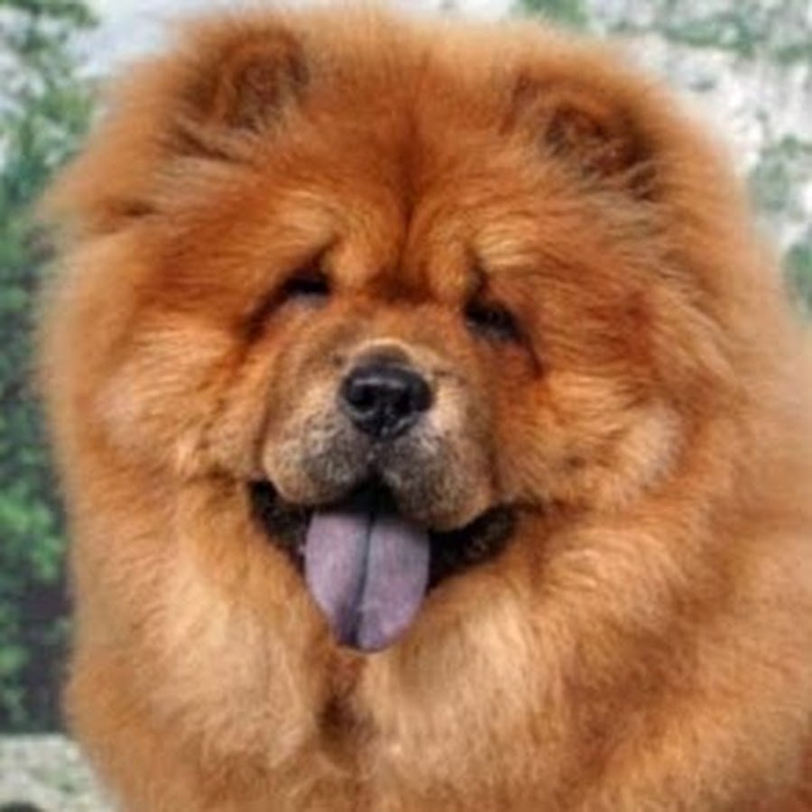 Чао-Чао собака