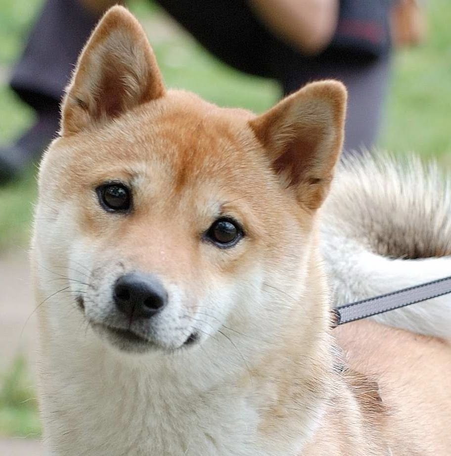 Корейский Джиндо