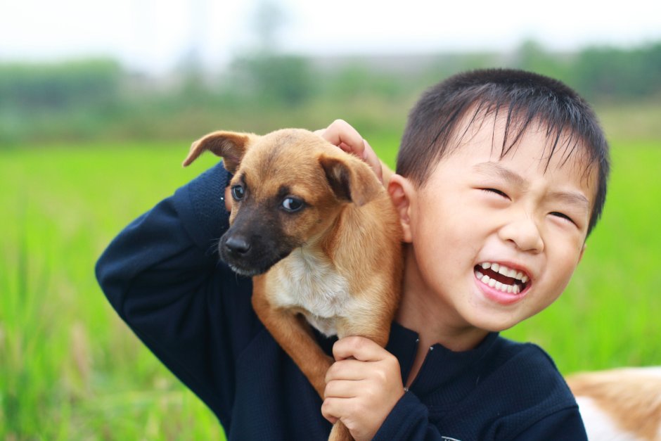 Мем про корейцев и собак