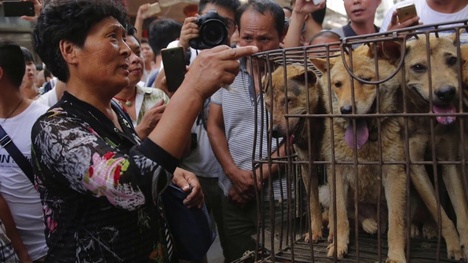 Фестиваль собачьего мяса в Юлине
