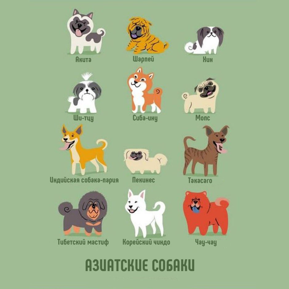 Плакат породы собак