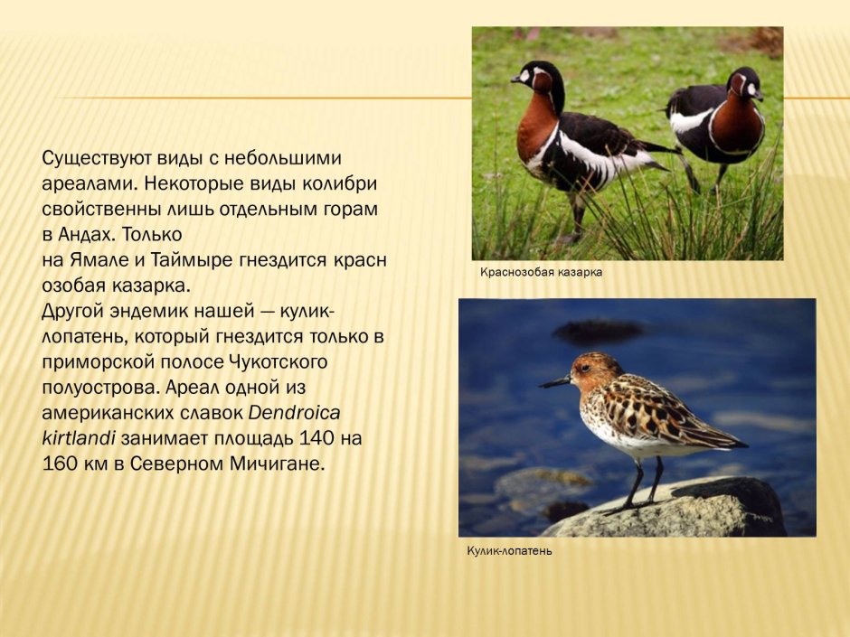Совы Полярные