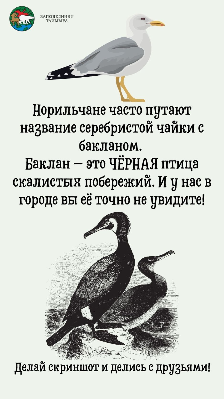 Сибирский тундряной Северный олень
