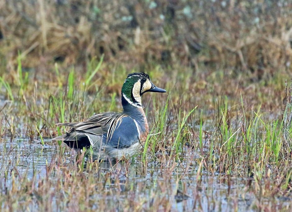 Бургомистр (Larus hyperboreus)
