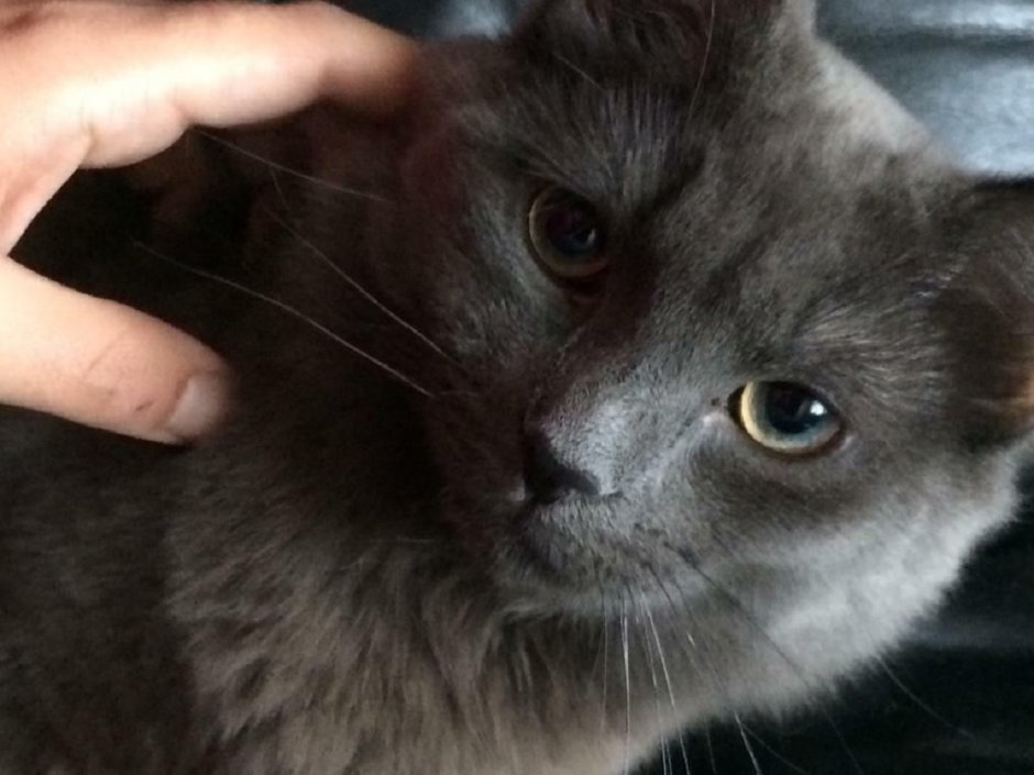 Нибелунг кот охотник