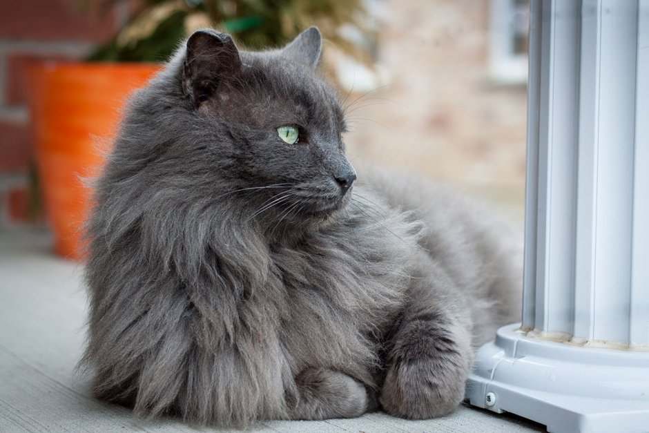 Синий котенок