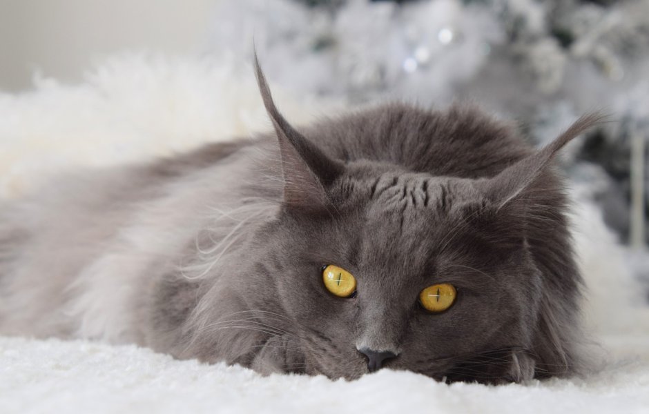 Кот лежит в раковине