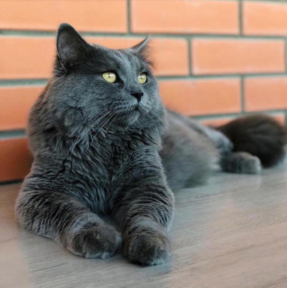 Нибелунг котята маленькие