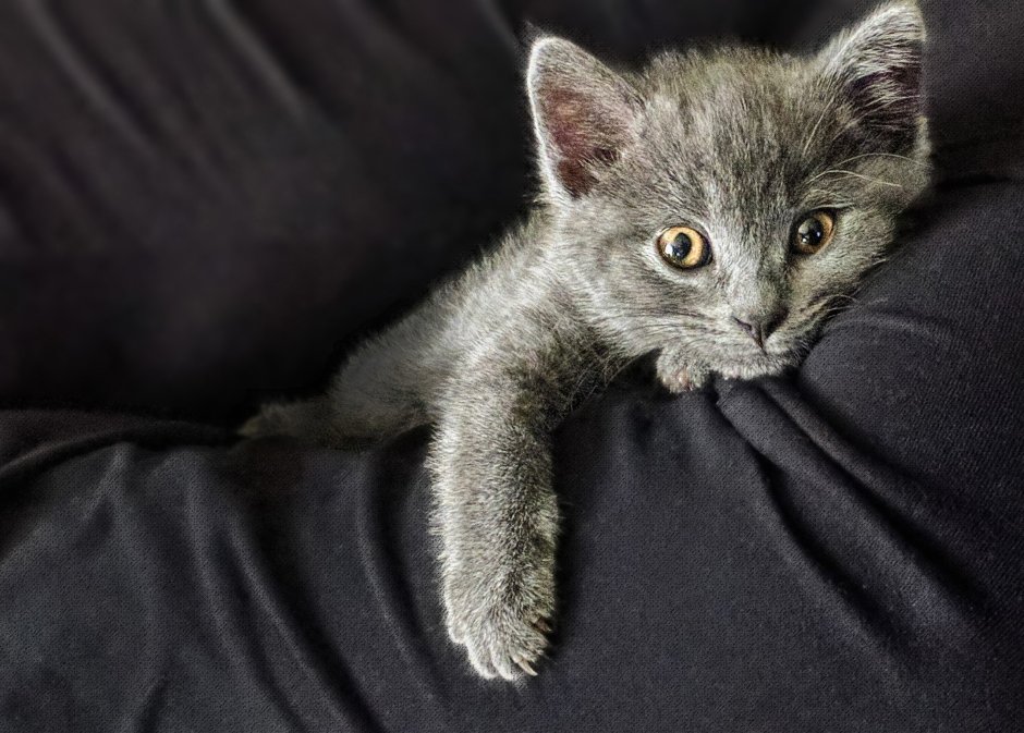 Нибелунг котенок