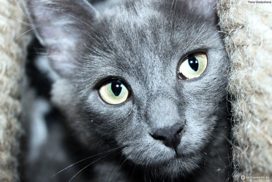Котята кошки Нибелунг