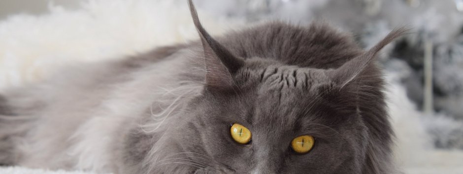 Кошка Нибелунг черная