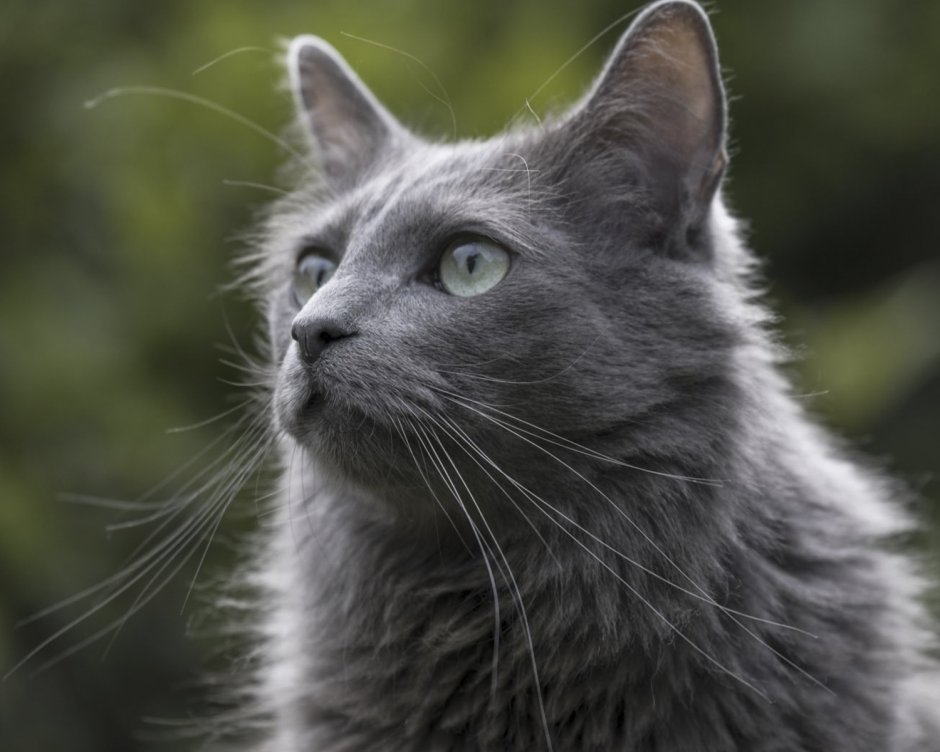 Cat 200 200