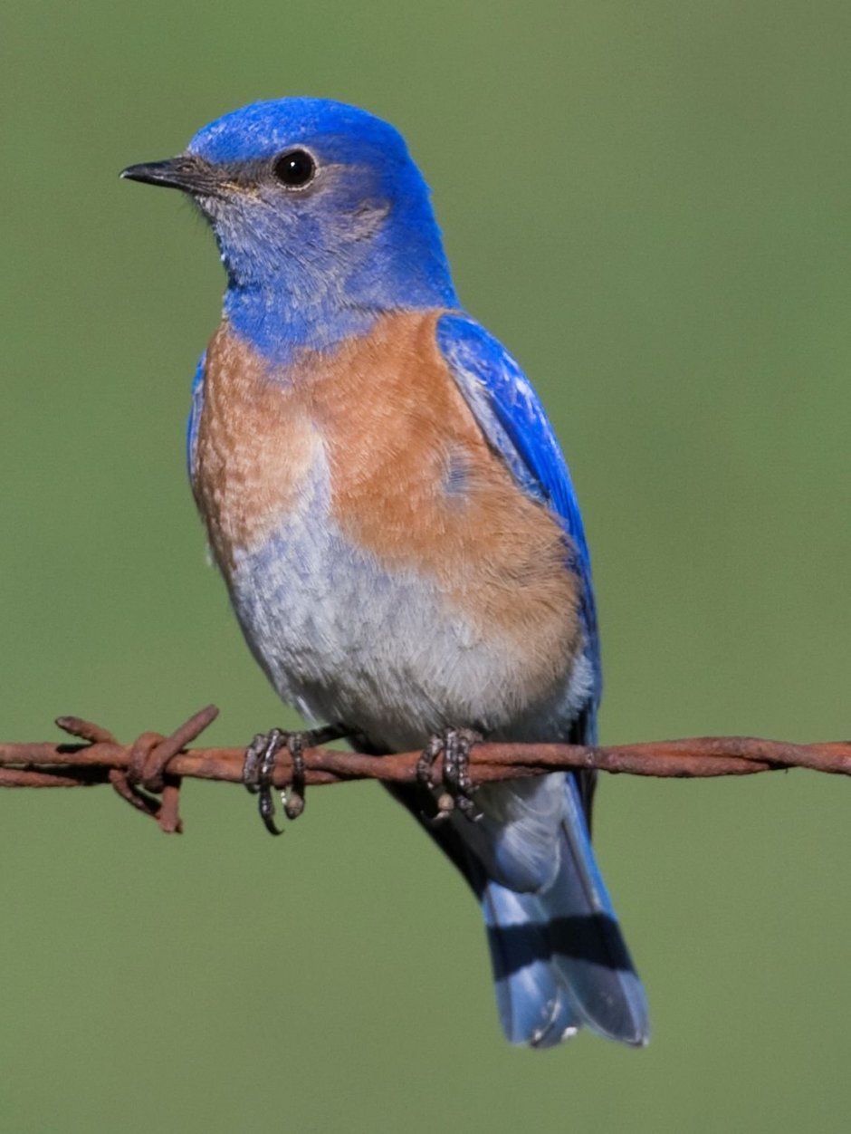 Bluebird птица