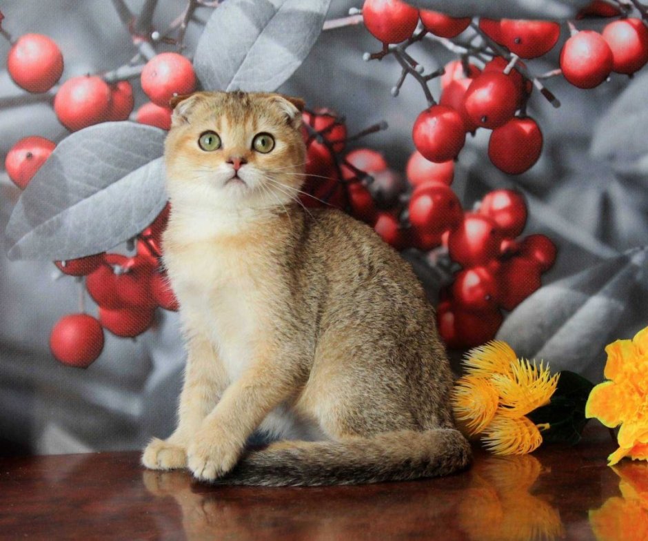 Золотые тикированные Шотландские котята