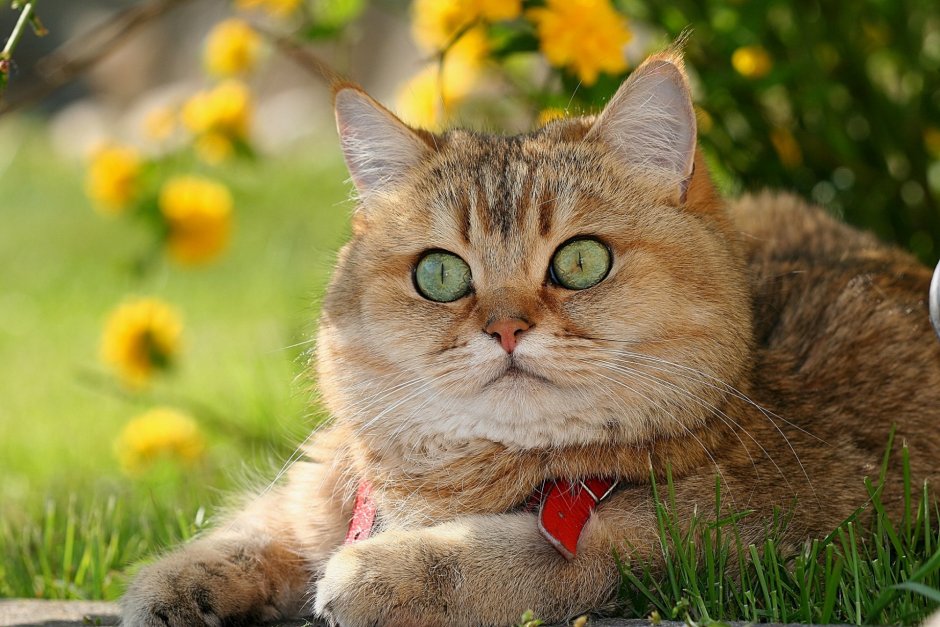 Осенний кот
