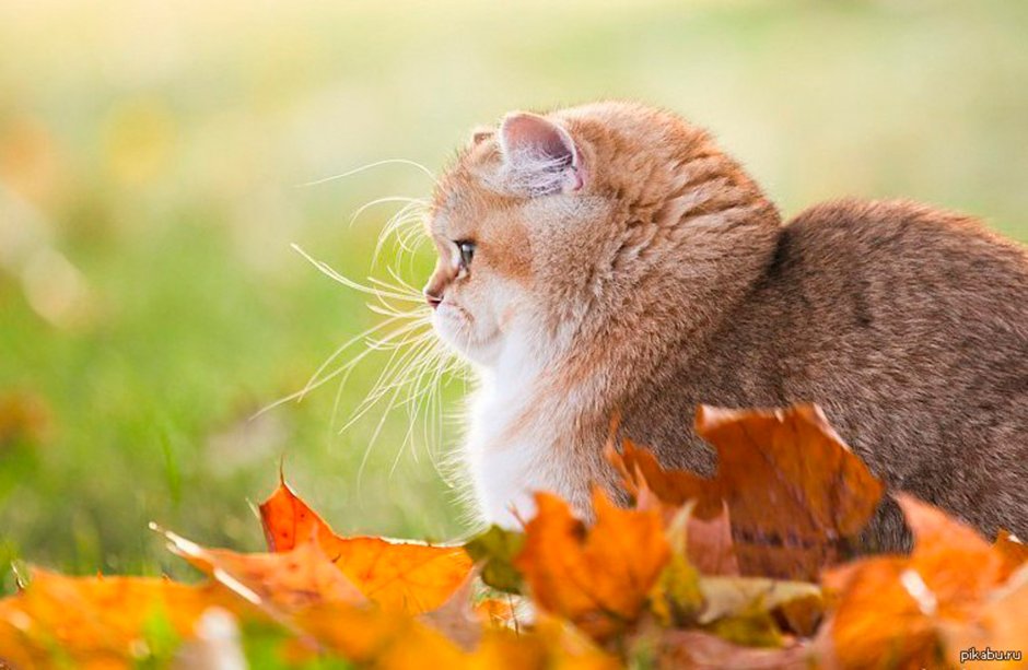 Летний кот