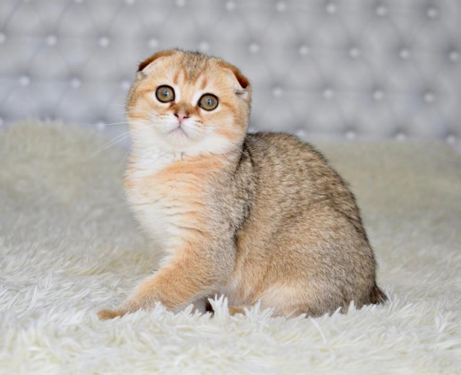 Кошка шиншилла Британская Золотая вислоухая