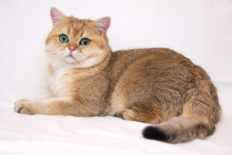 Шотландская кошка прямоухая Золотая шиншилла