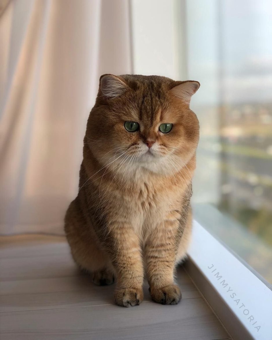 Британская короткошёрстная Золотая шиншилла