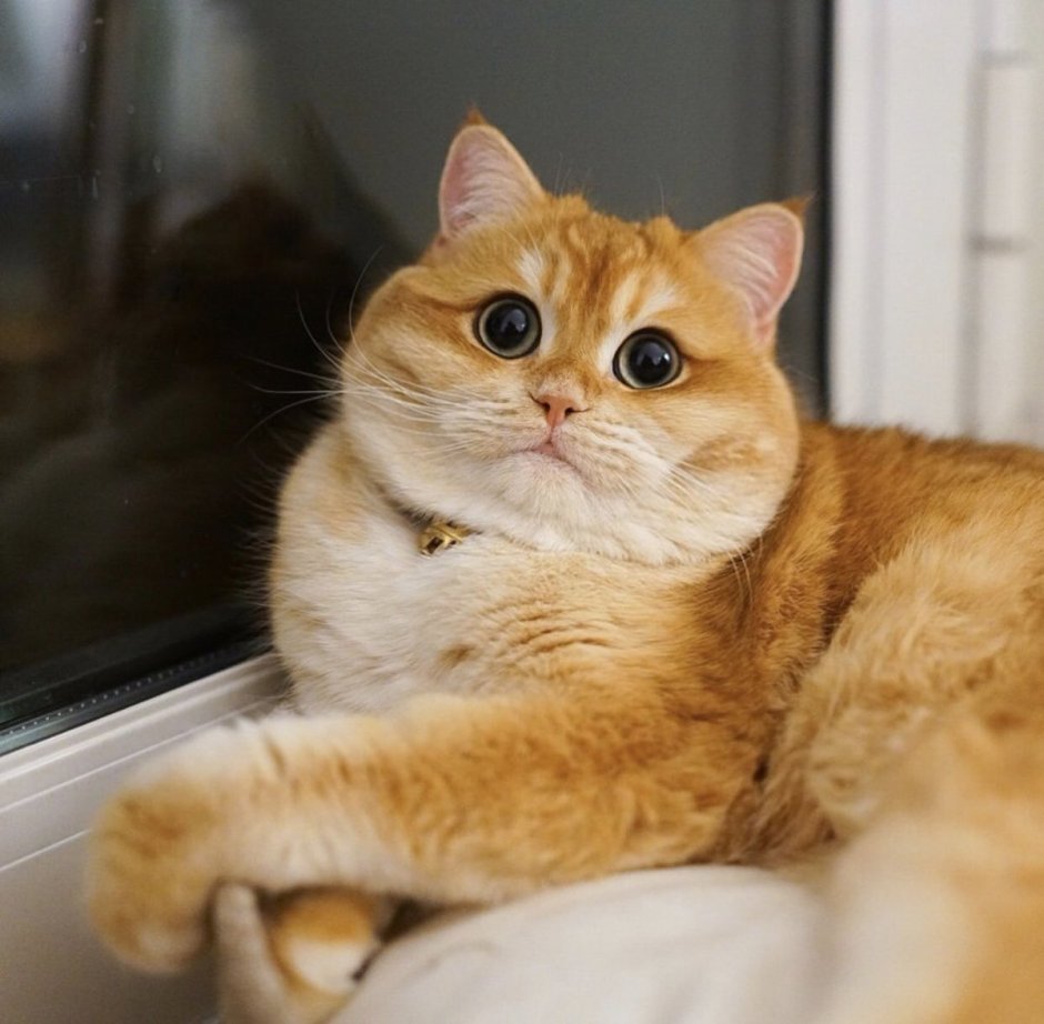 Шотландский вислоухий кот рыжий