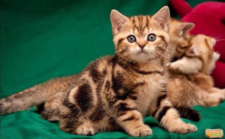Шотландская вислоухая кошка рыжая