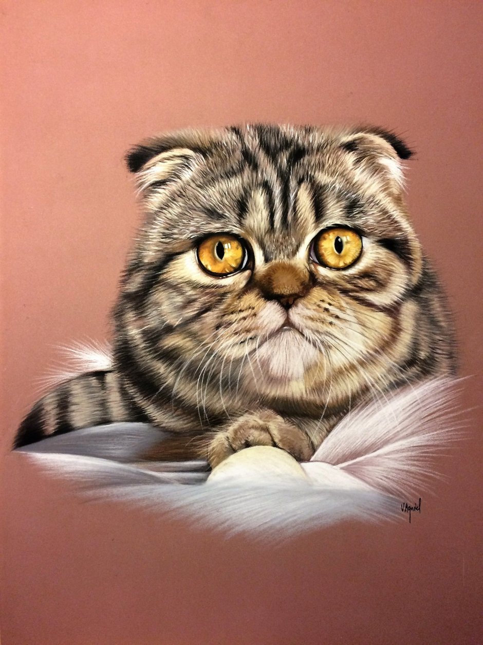 Скоттиш фолд Хосико