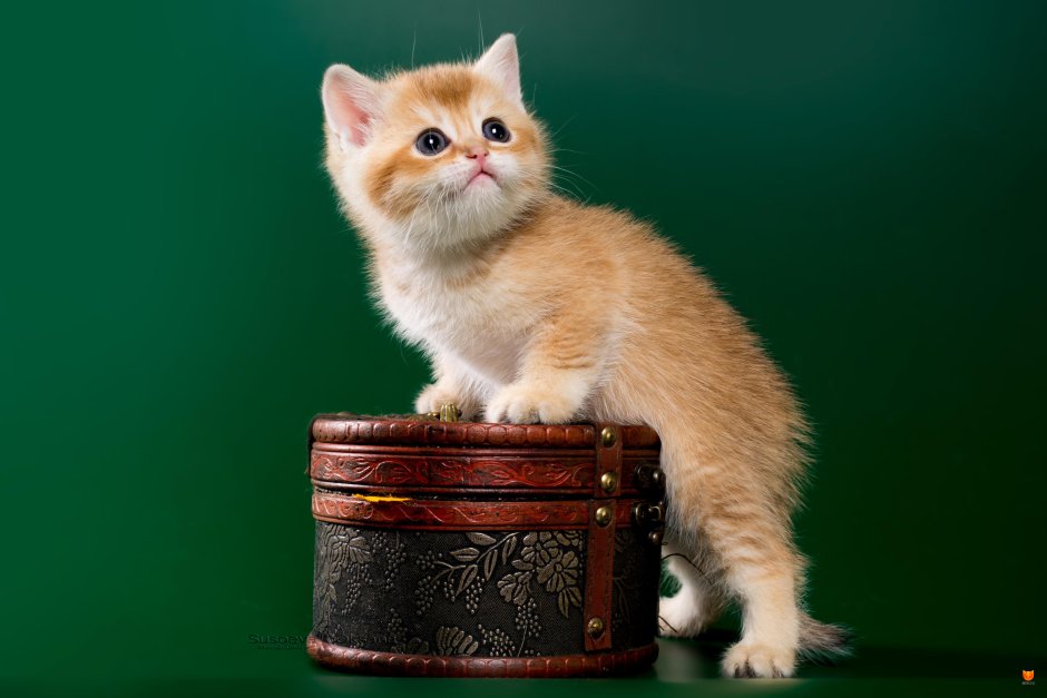 Скоттиш фолд рыжий