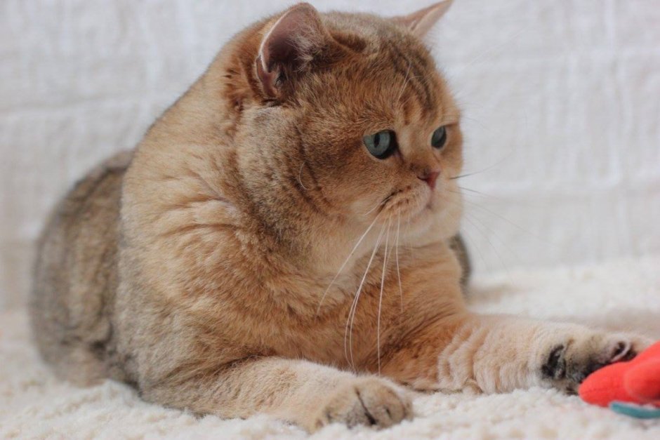Шотландский вислоухий кот золотой мрамор