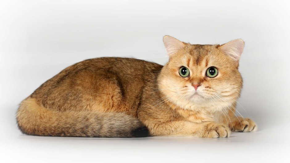 Шотландская вислоухая кошка серая