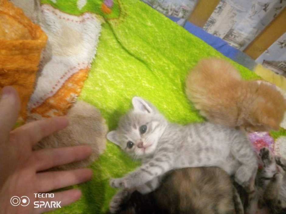 Обои с котятами