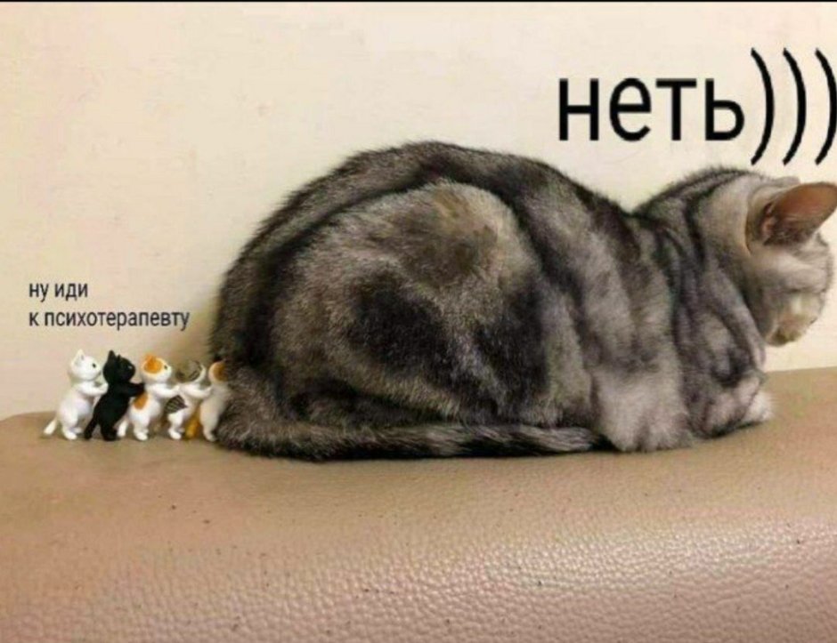 Жирный котик