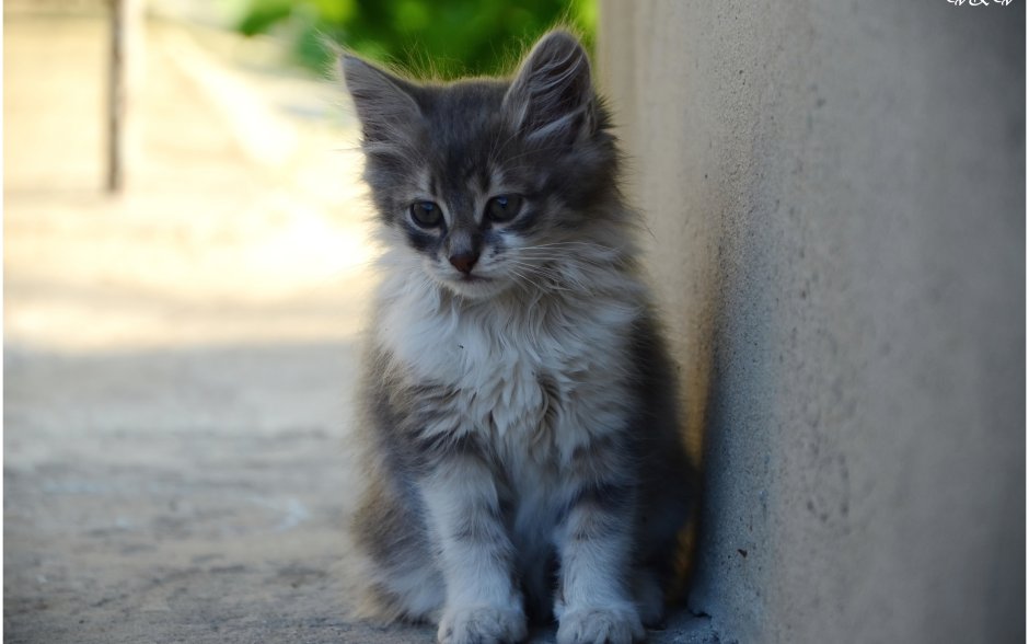 Тишка котенок