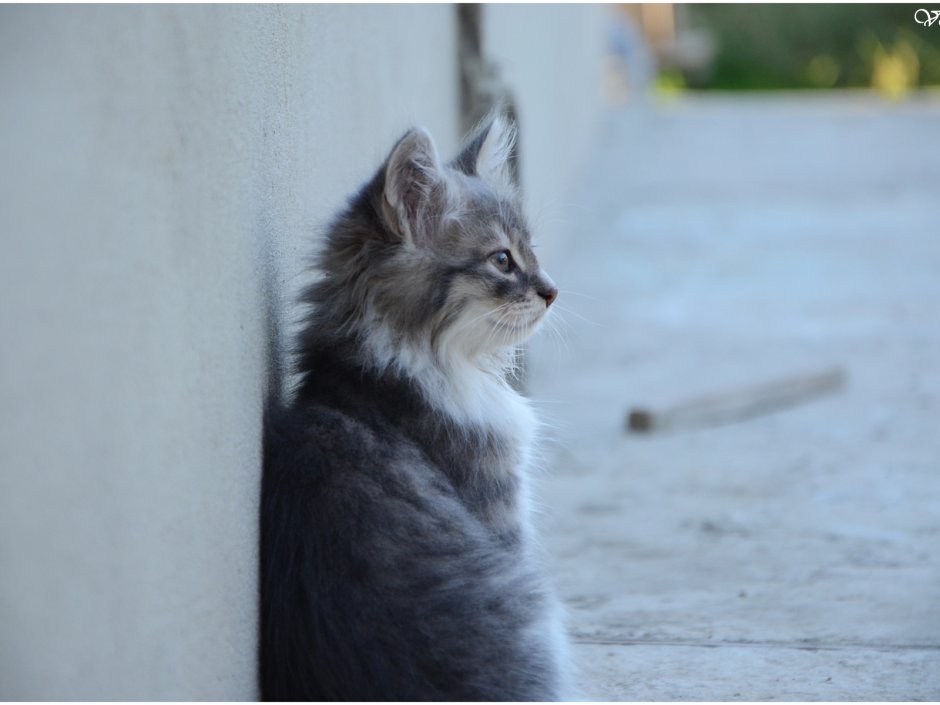 Тишка кот серый