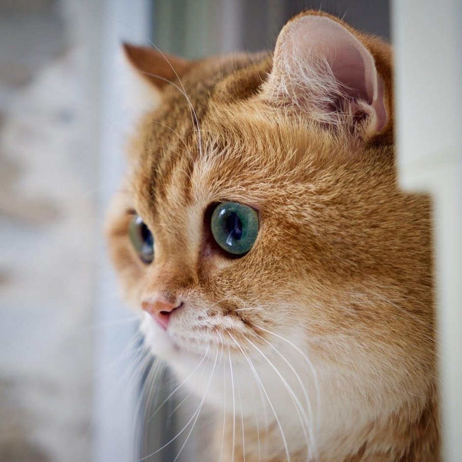Кот Тишка