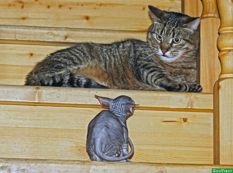 Заигрывающий кот