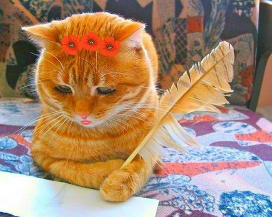 Кот фронталка
