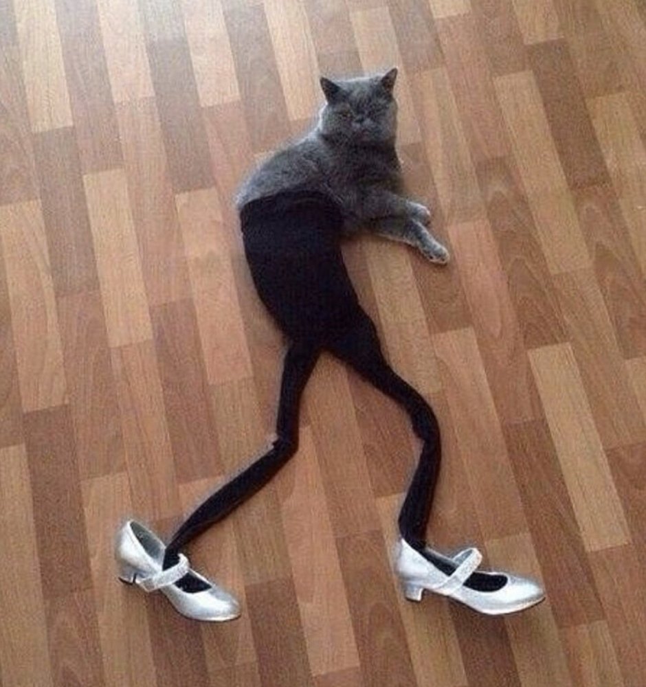Кот пишет письмо