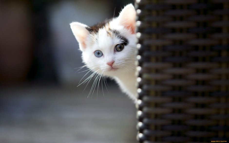 Кот на пианино