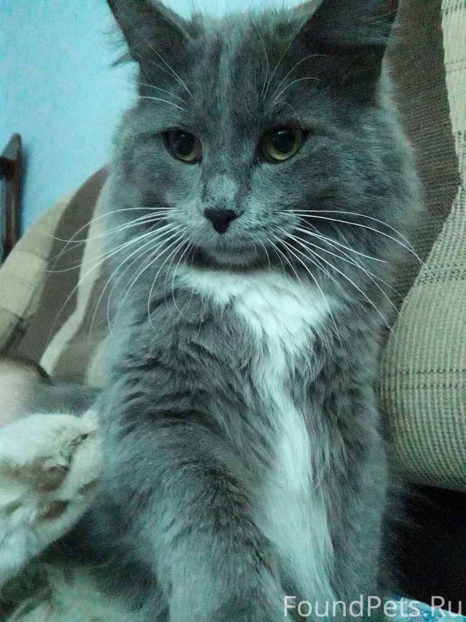 Милые котята