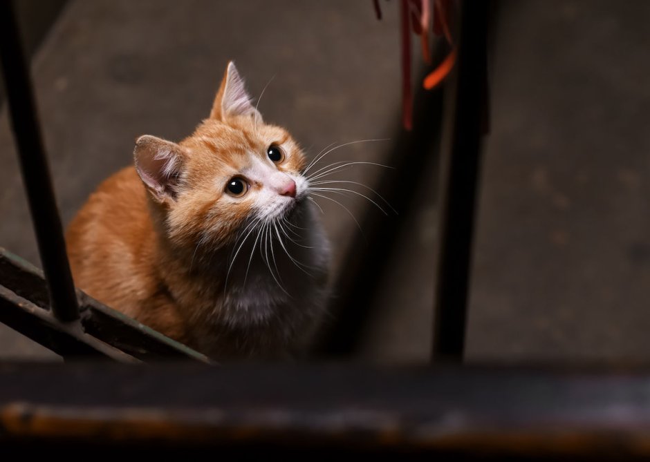 Злой котенок