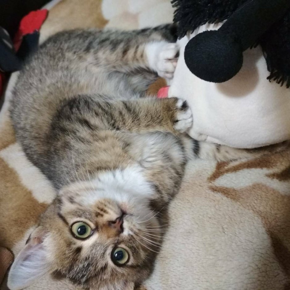 Кошка с чемоданом