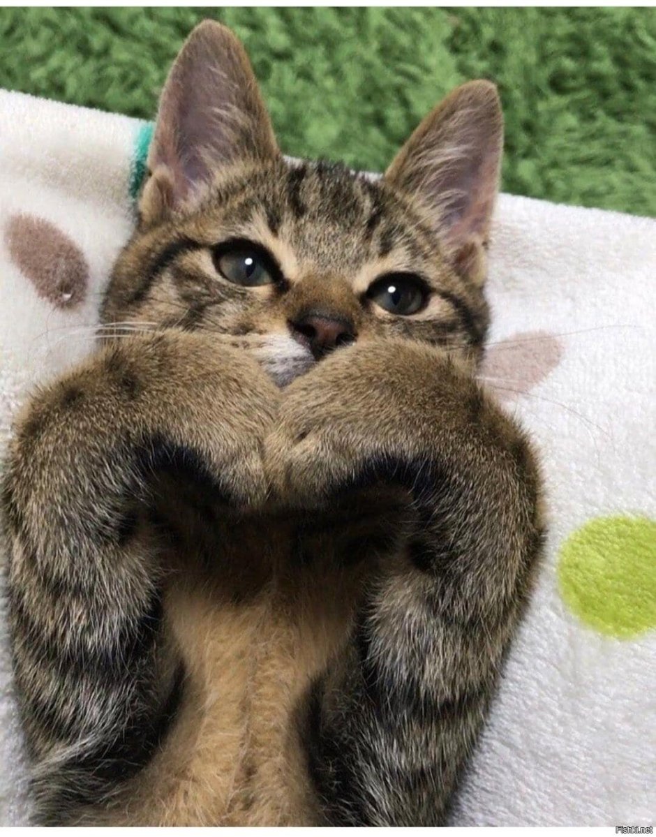Милый котик с заколочкой