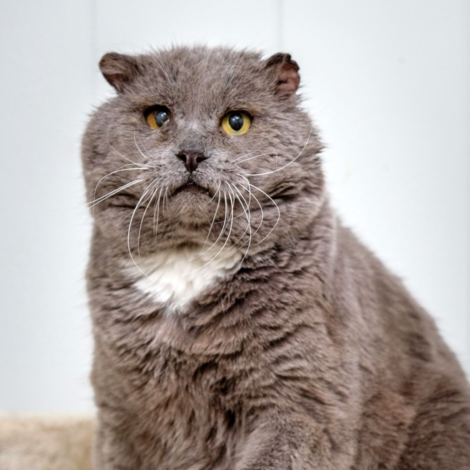 Котята Эстетика