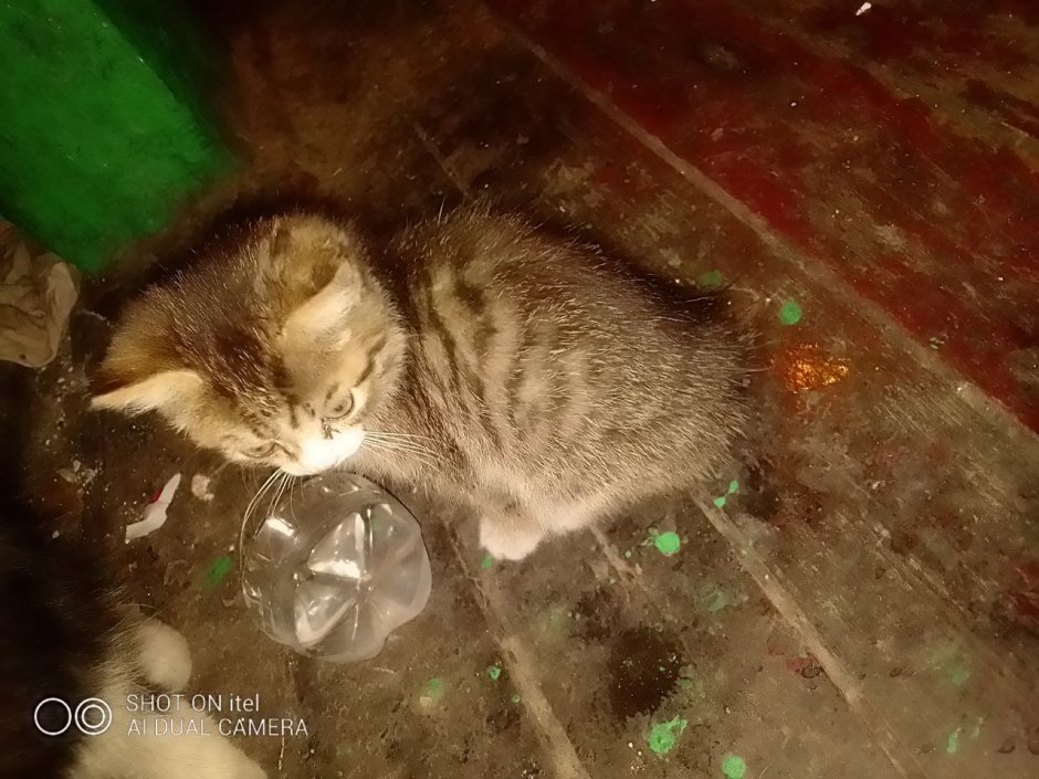 Тишка кот Тишка
