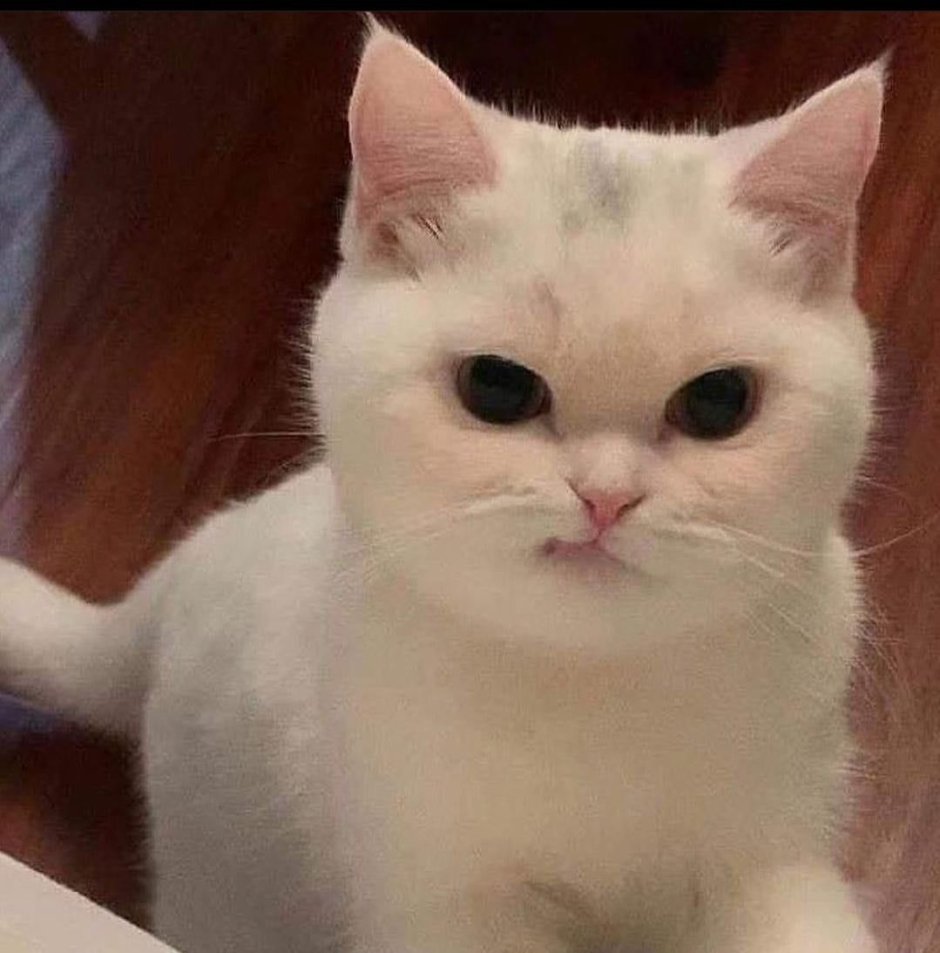 Кошка в подъезде