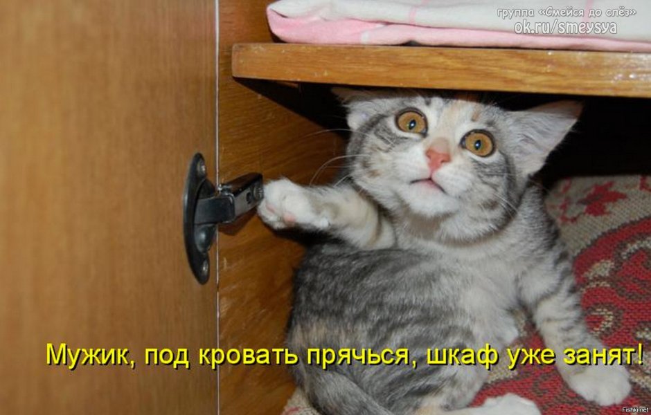 Кот Тишка
