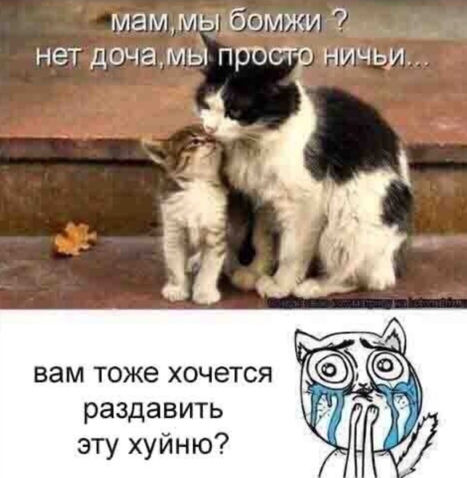 Смешные пушистые котята